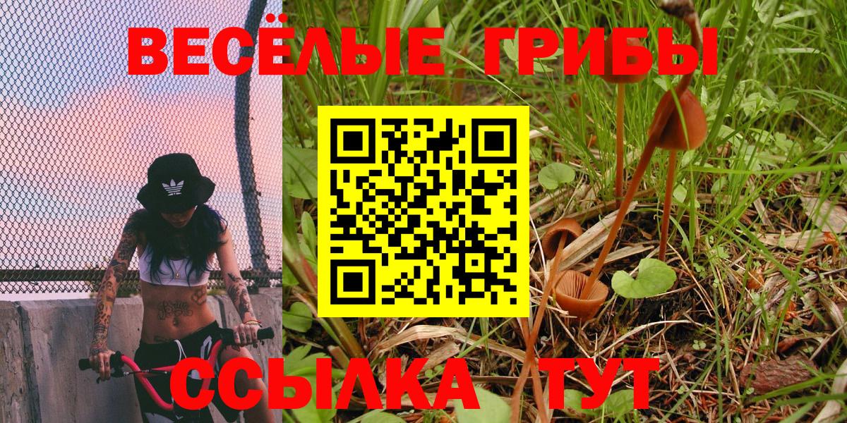 Псилоцибиновые грибы Psilocybe Киров